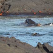  Galapagos